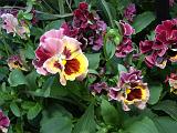 Pansy Pretty Posy_2 